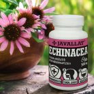 JAVALLAT Echinacea (Bíbor Kasvirág) kapszula 60 db